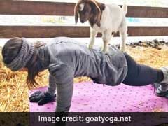 Americans Take To Yoga With A Twist, It Is Called Goat Yoga