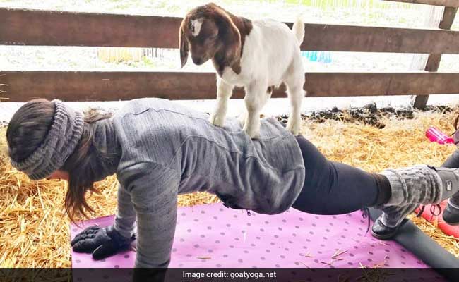 Americans Take To Yoga With A Twist, It Is Called Goat Yoga