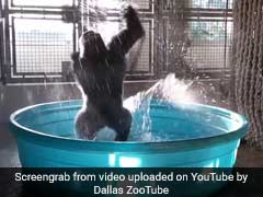 Happy Gorilla Dancing Like No One Is Watching Will Make Your Saturday