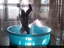 Experts Agree: The Gorilla In The Kiddie Pool Is Having A Total Blast Experts Agree: The Gorilla In The Kiddie Pool Is Having A Total Blast