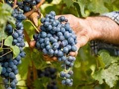 Eat Grapes To Kill Cancer Cells
