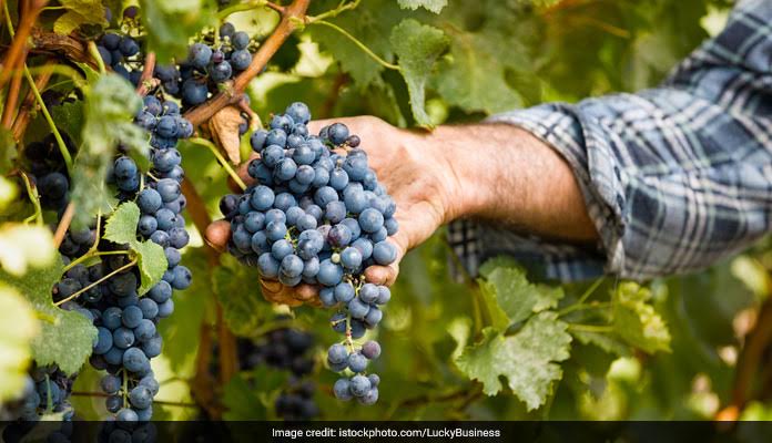 Eat Grapes To Kill Cancer Cells - 