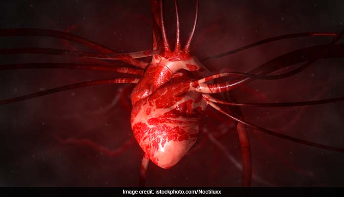 Your Gut Cells Can Regrow Your Heart, New Study Has Found