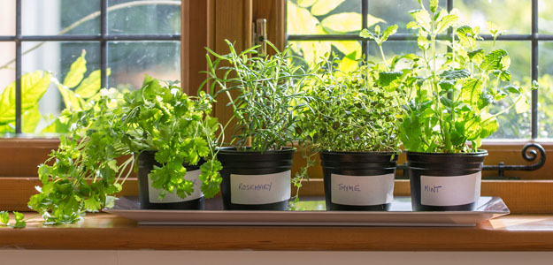How to Start Your Little Kitchen Garden