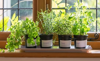 How to Start Your Little Kitchen Garden