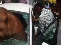 कार का अगला शीशा तोड़कर अंदर घुसा घोड़ा, देखें हैरान करने वाली तस्वीरें कार का अगला शीशा तोड़कर अंदर घुसा घोड़ा, देखें हैरान करने वाली तस्वीरें