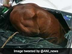 Honking, Heat Unsettle Horse Who Smashes Through Car's Windshield In Jaipur
