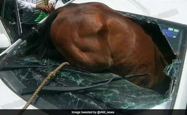 Honking, Heat Unsettle Horse Who Smashes Through Car's Windshield In Jaipur