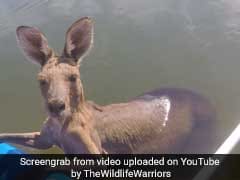 Helpless Kangaroo Gets Stuck In A Canal. Watch How He Was Rescued