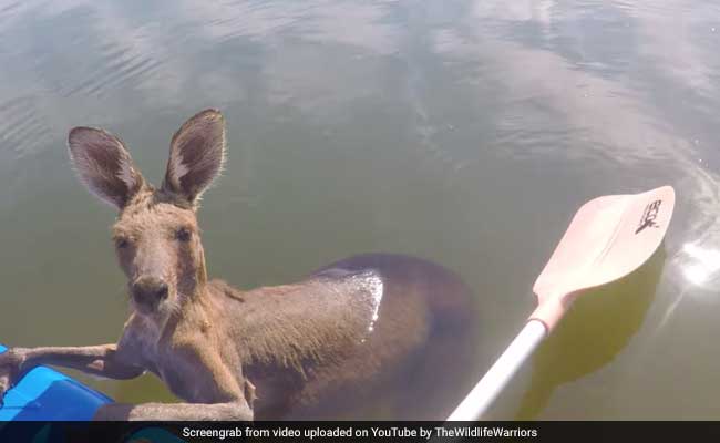 Helpless Kangaroo Gets Stuck In A Canal. Watch How He Was Rescued