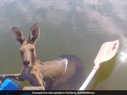 Helpless Kangaroo Gets Stuck In A Canal. Watch How He Was Rescued Helpless Kangaroo Gets Stuck In A Canal. Watch How He Was Rescued