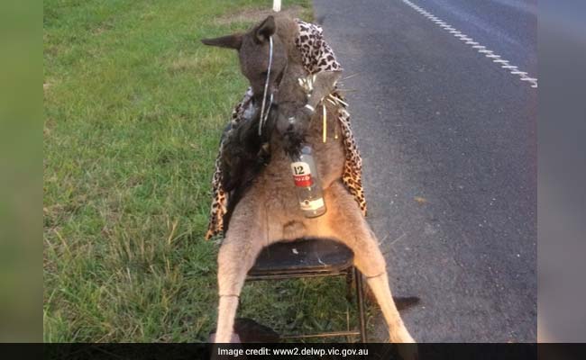 Kangaroo Dressed In Leopard Print Shot, Was Tied To Chair, Booze In Arms