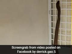 जब घर में जबरन घुसा 6 फुट से लंबा किंग कोबरा, रातों की नींद उड़ा देगा यह व‍ीडियो