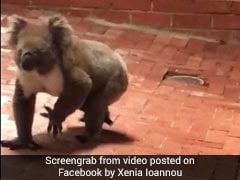 Hungry Koala Casually Walks Into Restaurant, Turns Instant Celebrity