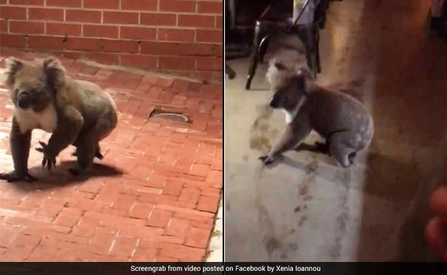 Hungry Koala Casually Walks Into Restaurant, Turns Instant Celebrity