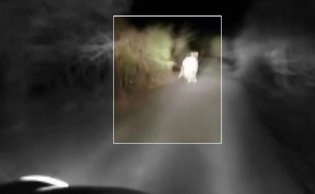 गुजरात : नन्हे शावक के पीछे गाड़ी दौड़ाकर वीडियो बनाने वाले चार लोगों को पुलिस ने पकड़ा