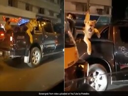 'My Lion Was Sick,' Says Man Filmed Taking Big Cat Out For A Drive 'My Lion Was Sick,' Says Man Filmed Taking Big Cat Out For A Drive