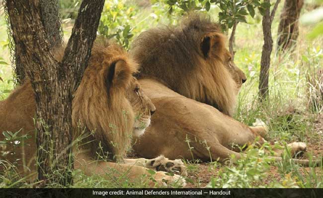 Two Lions Rescued From A Circus Suffer 'An Absolute Tragedy' A Year Later