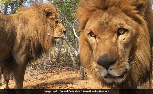 Two Lions Rescued From A Circus Suffer 'An Absolute Tragedy' A Year Later