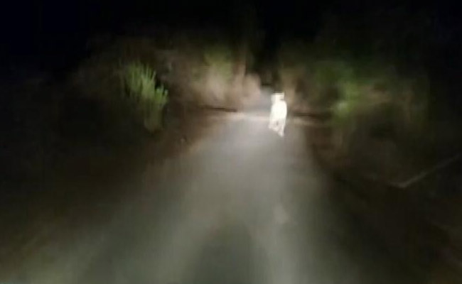 Video: गुजरात के बब्बर शेर के साथ दरिंदगी, तेज दौड़ाओ, भले ही मर जाए...