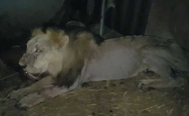 गांव में घुसकर शेर ने 3 बछड़ों का किया शिकार, घोड़े ने पैरों से प्रहार कर जंगल के राजा को खदेड़ा