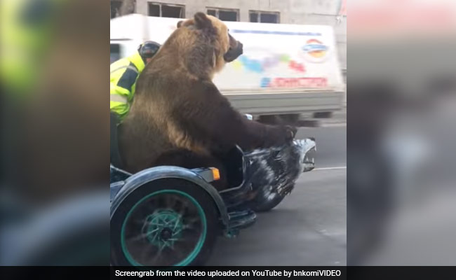 Video : जब मोटर साइकिल पर बैठ सैर करने निकल पड़ा एक भालू, हर कोई रह गया हैरान