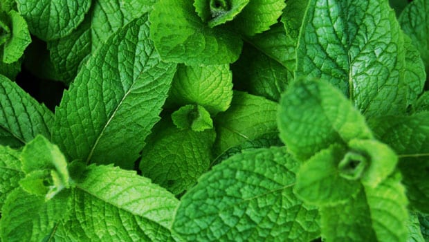 mint leaves