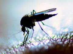 डेंगू के शुरुआती स्तर का पता लगाने के लिए नया बोयोसेंसर को हुआ ईजाद