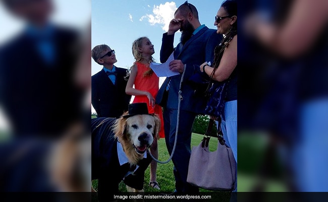 mr molson dog with cancer