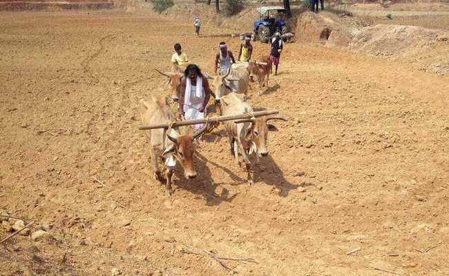 राष्ट्रीय अनुसूचित जनजाति आयोग के अध्यक्ष नंद कुमार साय ने की धान की बुआई