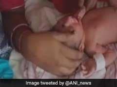 Rats Nibble On Newborn Baby's Fingers In A Rajasthan Hospital