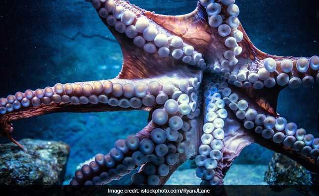 Octopus-Inspired Adhesive Has Researchers Excited. Here's Why