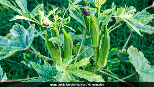 okra in spanish