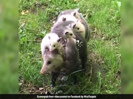 इस वीडियो में देखिए एक मां का भावनात्मक रूप, 5 दिन में देखा गया 1.3 करोड़ से ज्यादा बार इस वीडियो में देखिए एक मां का भावनात्मक रूप, 5 दिन में देखा गया 1.3 करोड़ से ज्यादा बार