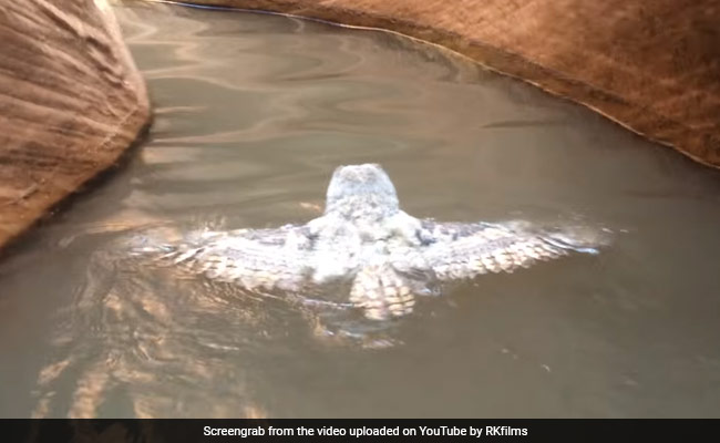 Rare Clip Of Owl Swimming Is Viral. Over 2 Lakh Views And Counting