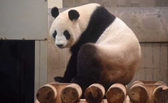 Giant Panda Gives Birth To Twins At Record 23 Years Old