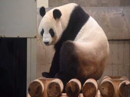 Giant Panda Gives Birth To Twins At Record 23 Years Old Giant Panda Gives Birth To Twins At Record 23 Years Old