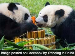 Bamboo Cake For Panda Twins Celebrating First Birthday. See Adorable Pics