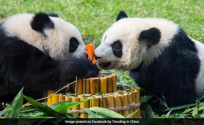 Bamboo Cake For Panda Twins Celebrating First Birthday. See Adorable Pics