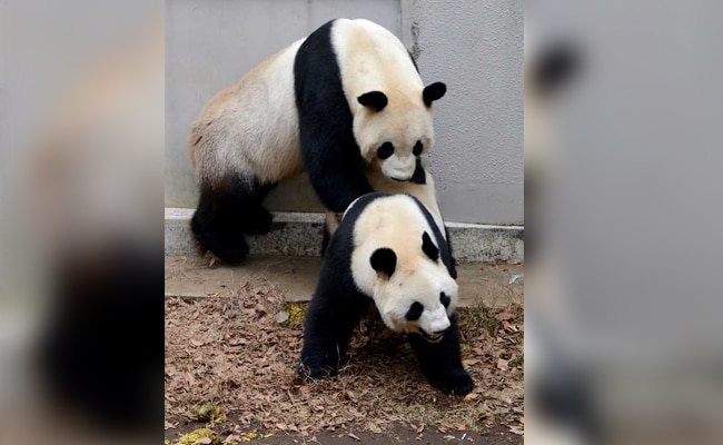 Newborn Panda Welcomed Into The World With A Huge Celebration