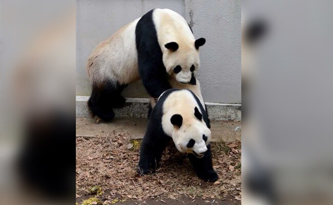 For First Time In 50 Years, Japan Will Be Panda-Less As Twins Leave Tokyo