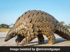 Indonesia Seizes Pangolins, Scales Worth $190,000