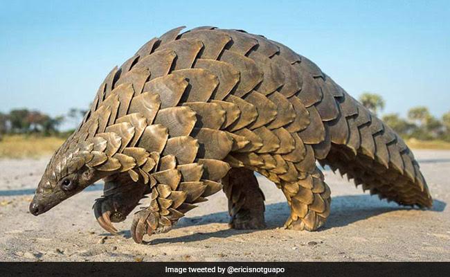 Indonesia Seizes Pangolins, Scales Worth $190,000