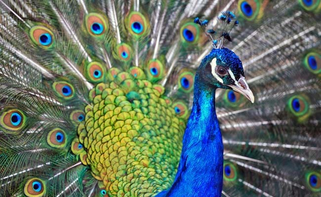 Custom Seizes Around 8 Kilogram Of Peacock Feathers In Delhi: Officials