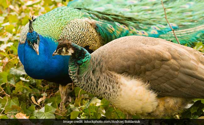 राष्ट्रीय पक्षी मोर की निर्मम मौत, टोंक में शिकारियों ने डाला जहरीला दाना, खाकर 6 मोरों की मौत