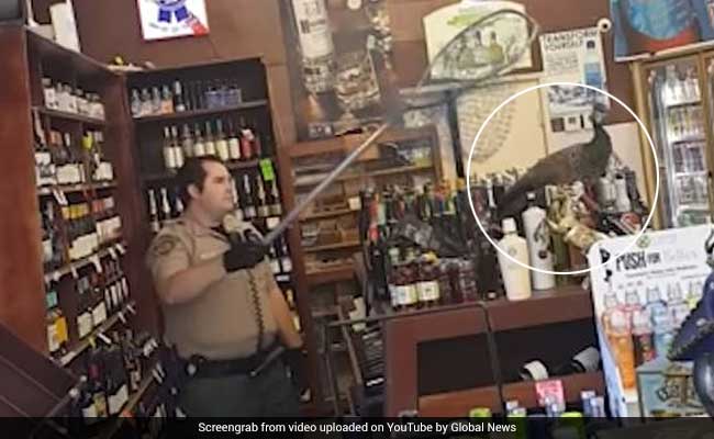 Peahen Racks Up A Bill Of $500 At Liquor Store. It's Not What You Think