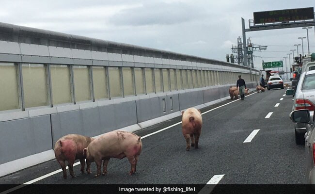 Runaway Pigs Cause 5-Hour Traffic Jam On Japanese Highway Runaway Pigs Cause 5-Hour Traffic Jam On Japanese Highway