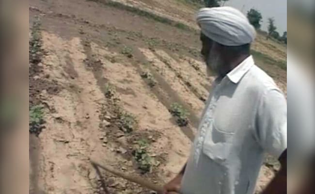 Punjab Agriculture To Suffer Due To Climate Change, Crop Yields To Fall: Study