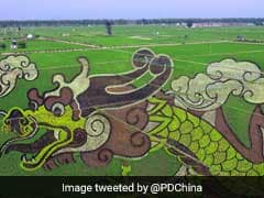 Rice Farmers Turn Paddy Fields Into Stunning Works Of Art. See Pics