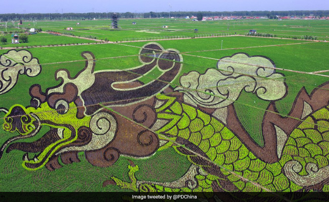 Rice Farmers Turn Paddy Fields Into Stunning Works Of Art. See Pics